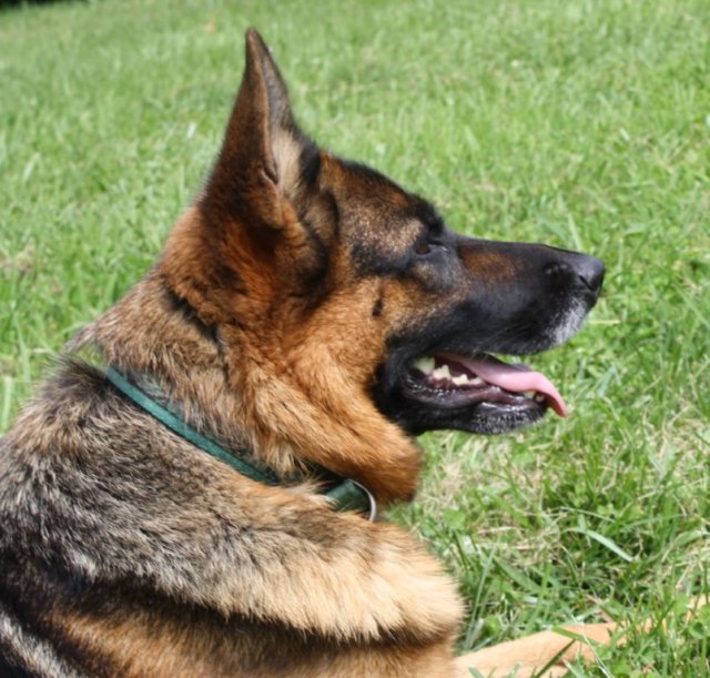 Egypt Vom Mittelwest