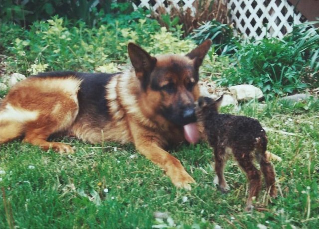 Gallery - wolfie  ofa - Nando with little friend