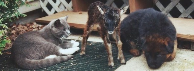 German Shepherd Puppy with kitten and lamb